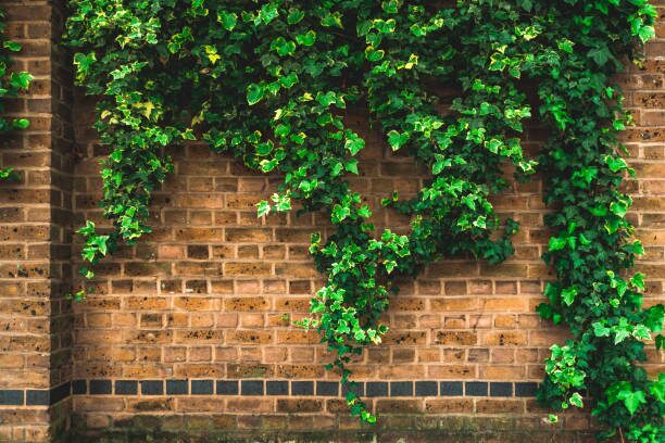 english ivy climbing brick wall aerial roots