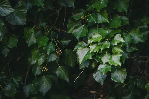 english ivy flowers and berries close-up