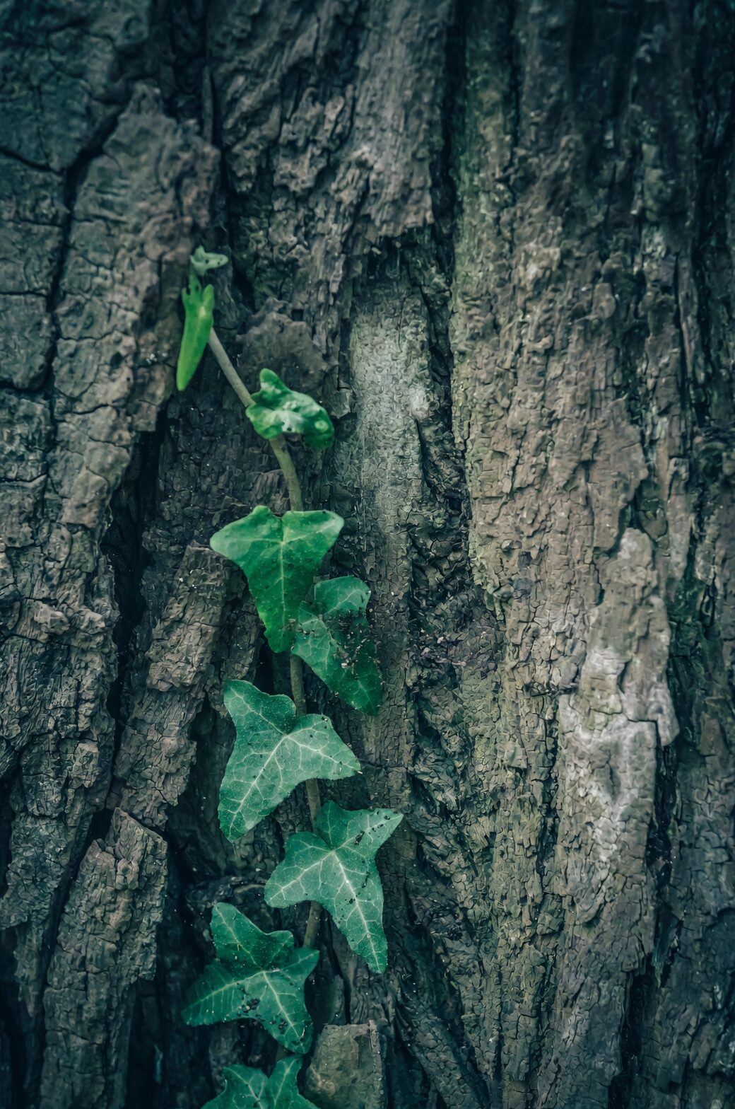 english ivy wreath bacchus statue