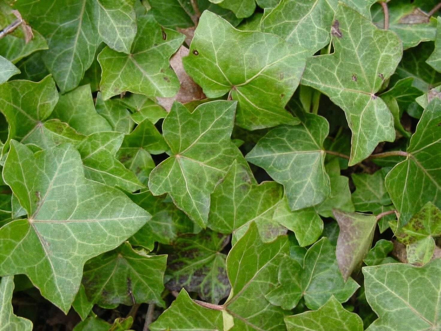 english ivy juvenile and adult leaves