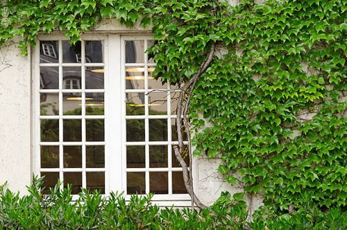 english ivy on wall grid