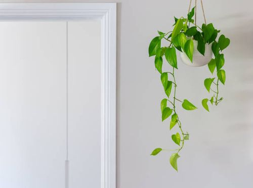 english ivy doorway divider