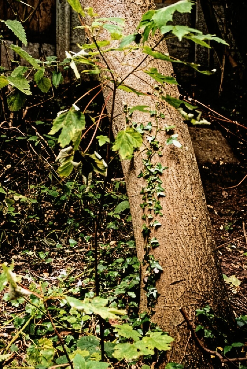 English ivy climbing tree trunk