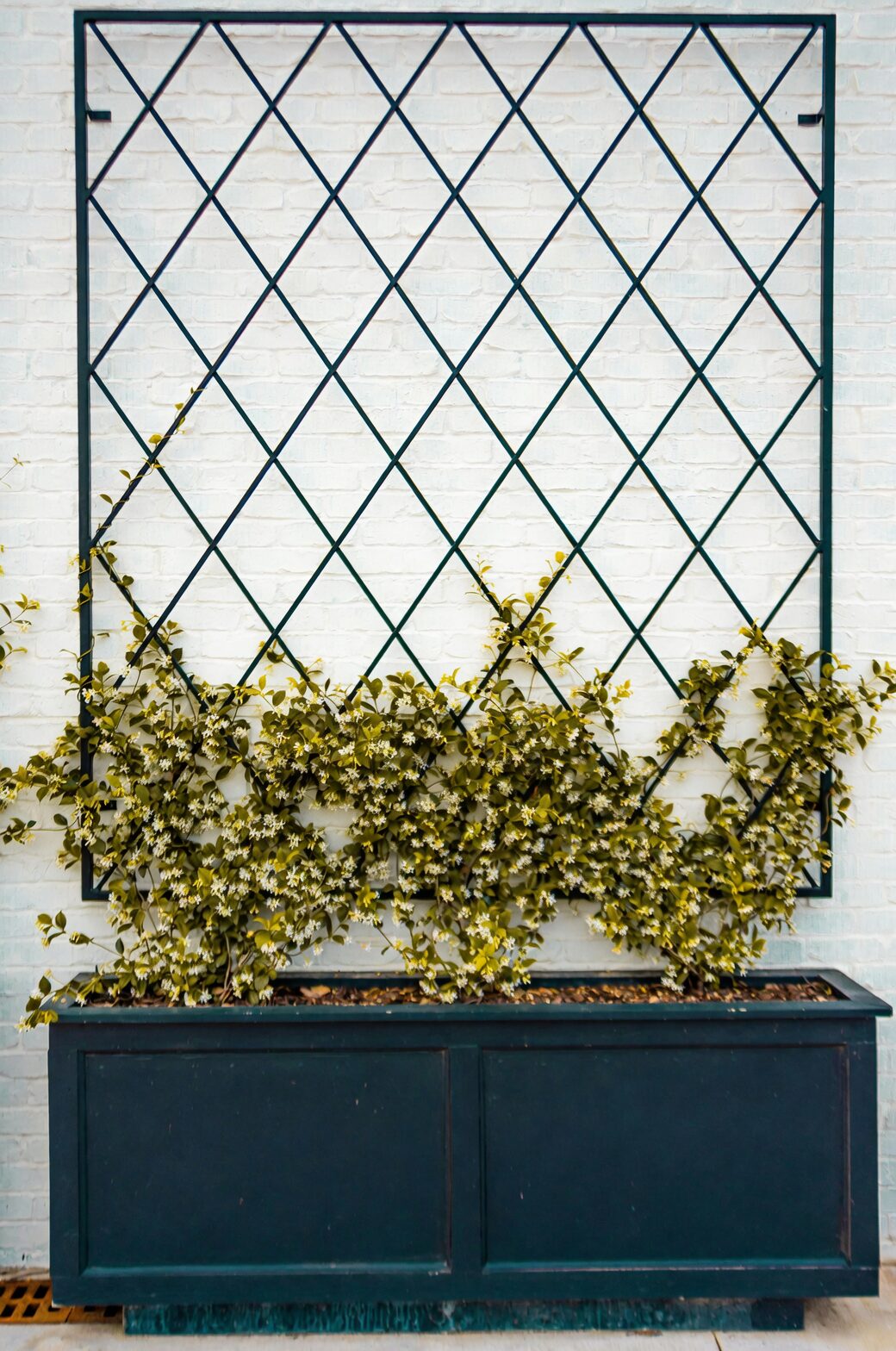 English ivy pot trellis balcony