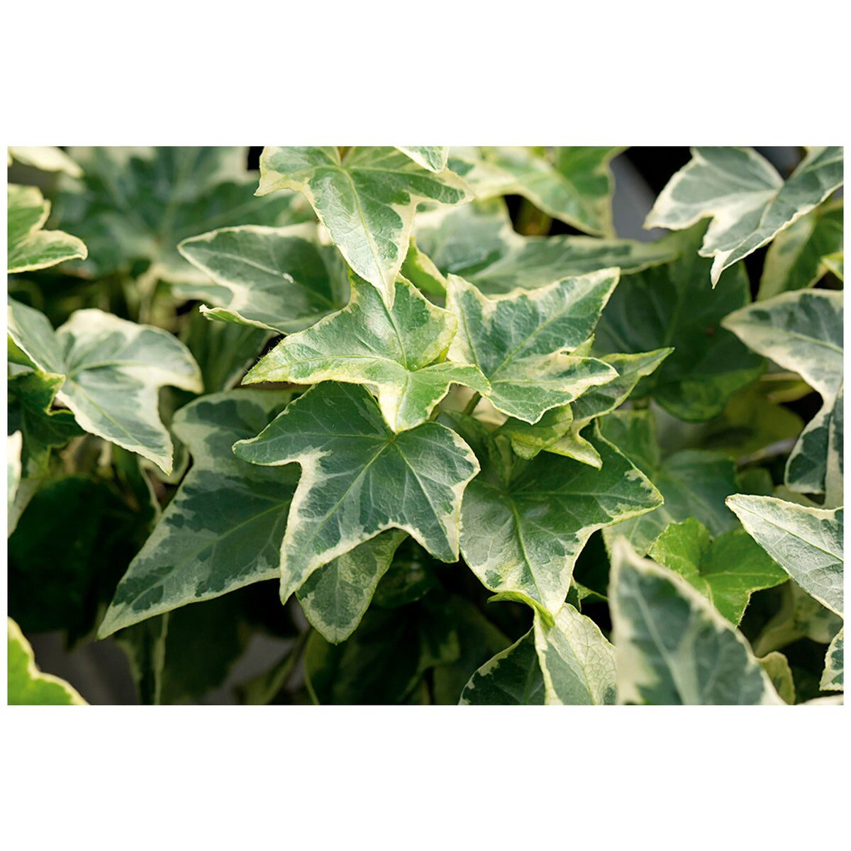 hedera helix variegated leaf close-up