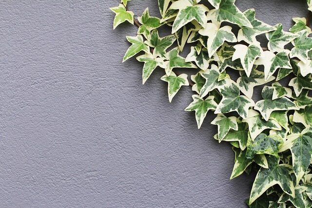 english ivy window bright indirect light