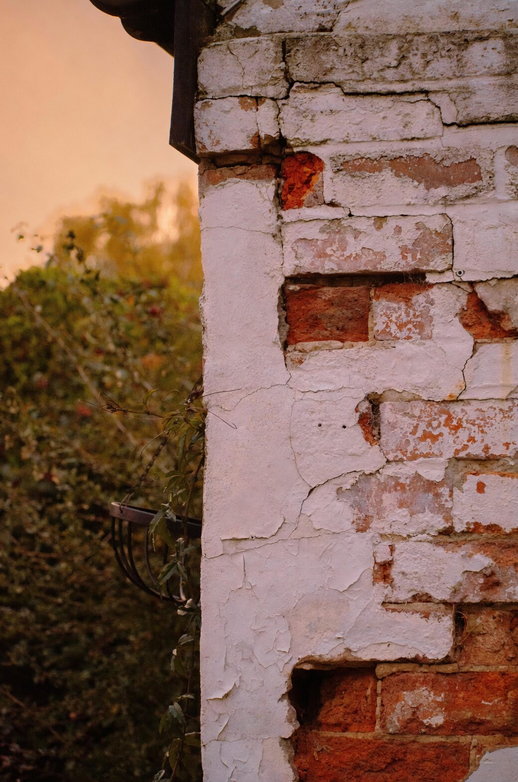 english ivy on old brick mortar