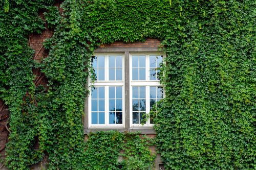 english ivy shading sunny facade