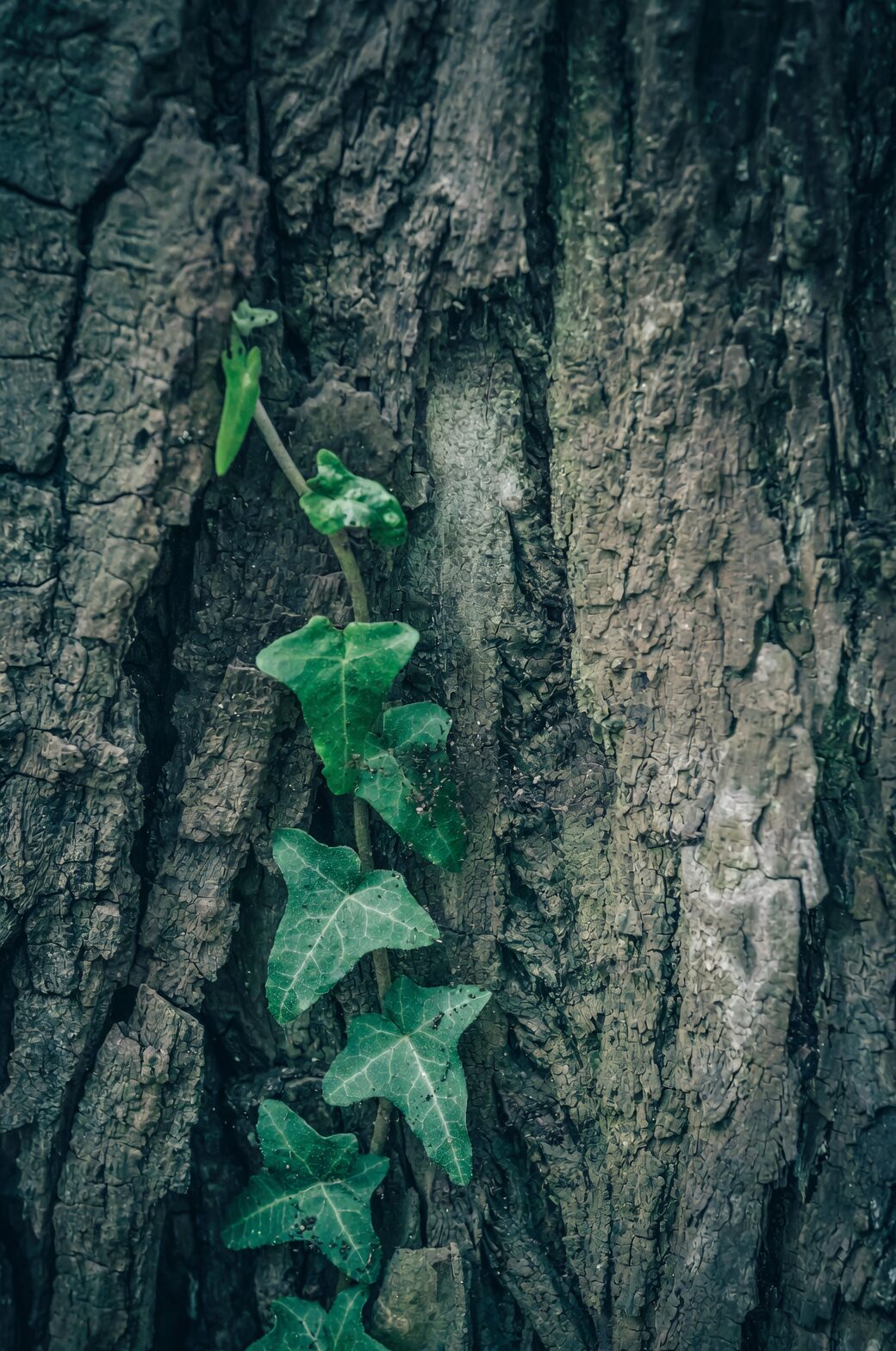 english ivy on cable trellis