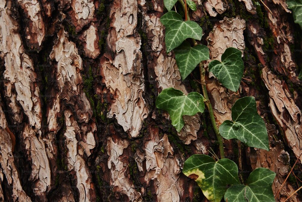 english ivy planting under tree mulch