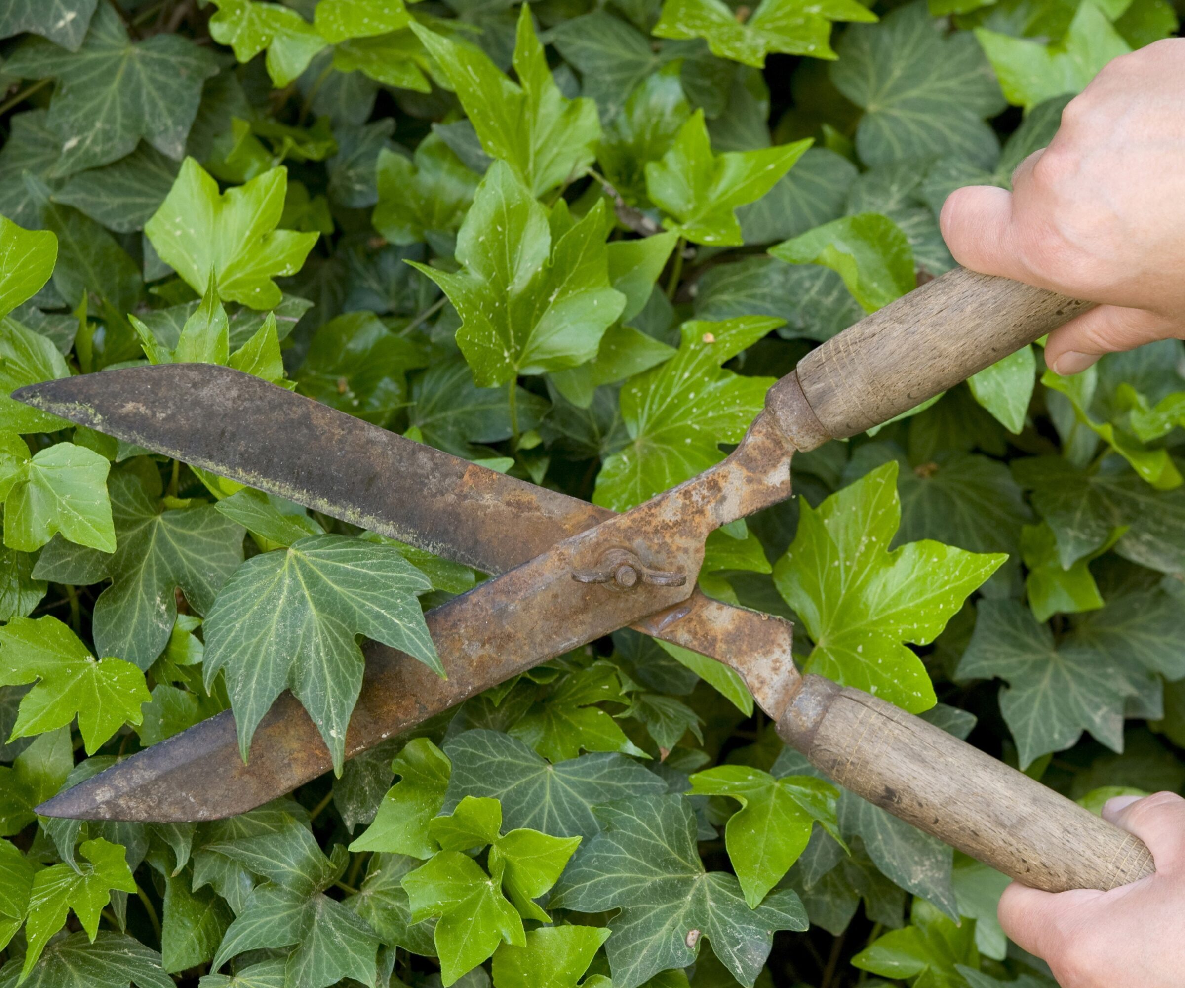 english ivy edge trimming shears