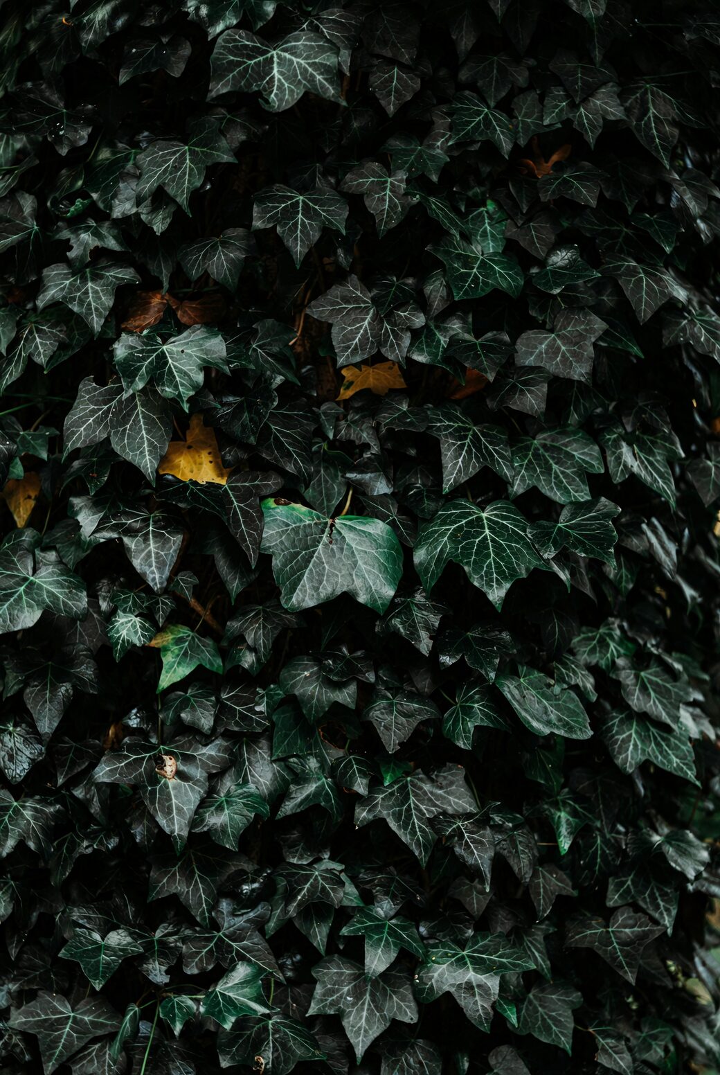 english ivy root barrier edging
