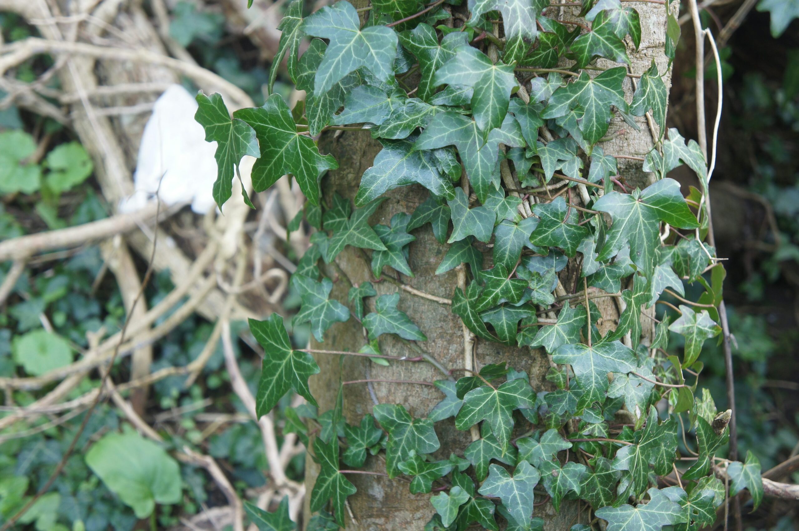 english ivy berries close-up