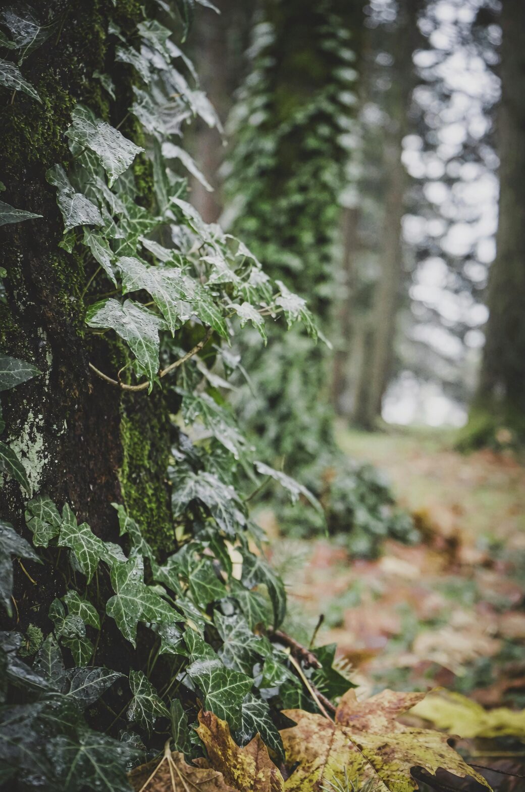 english ivy pruning with gloves