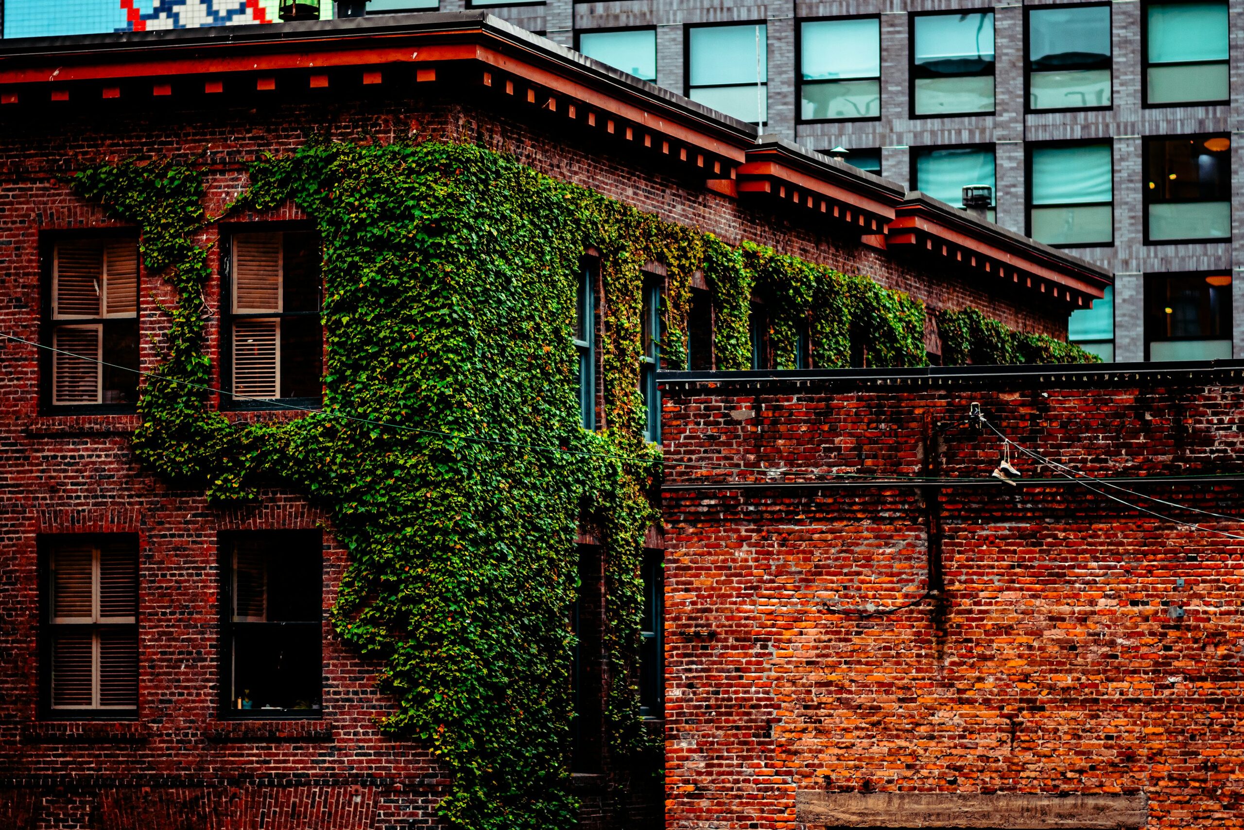 english ivy climbing brick wall