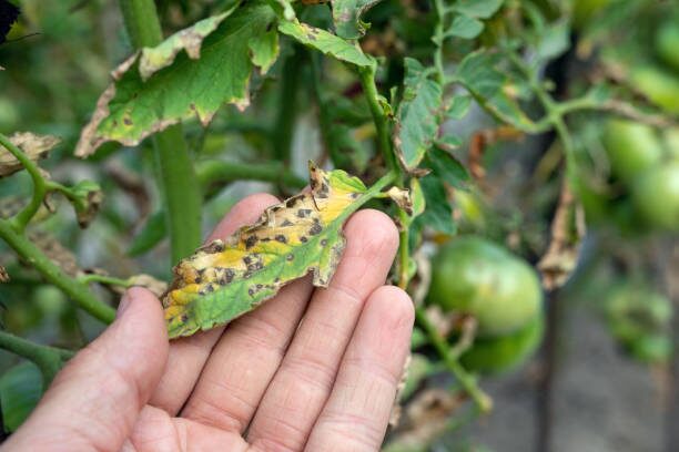 purple passion plant rust spots leaf