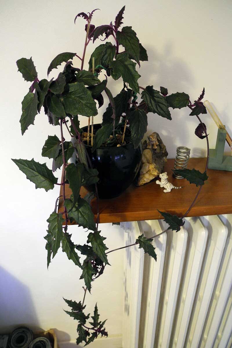 purple passion plant bright window shelf