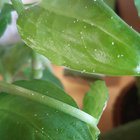 purple passion plant leaf underside spraying