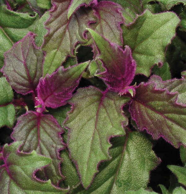 purple passion plant rainforest edge habitat
