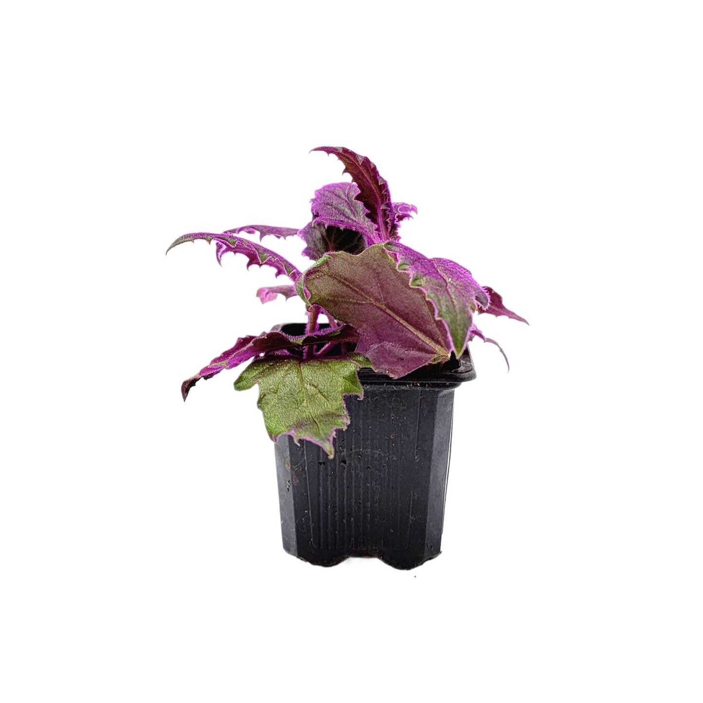 purple passion plant compact desk pot