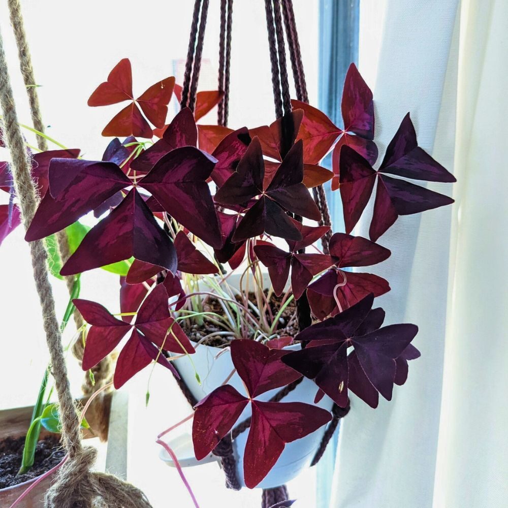 purple passion plant hanging cascade living room