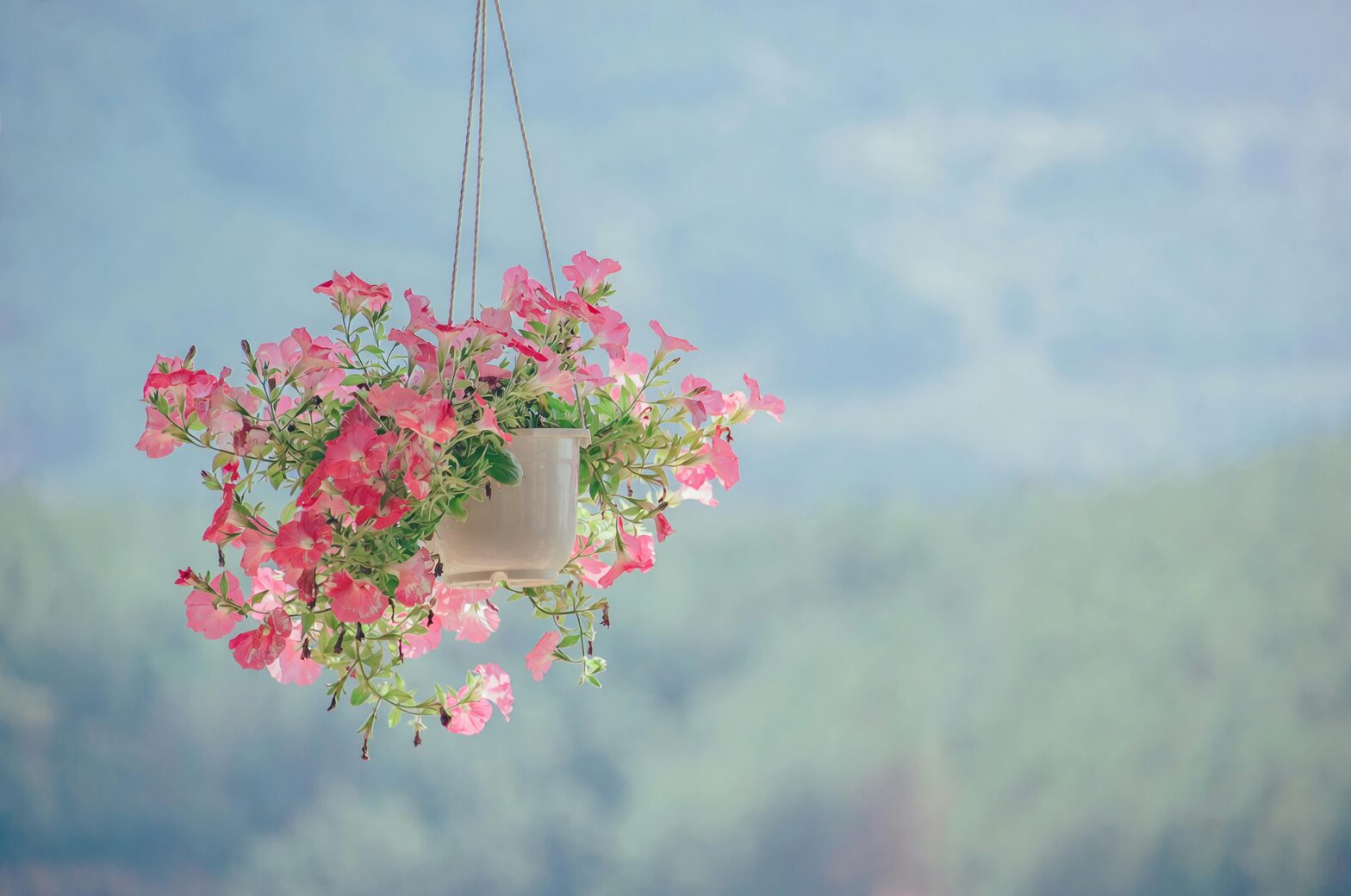 purple passion plant hanging pot