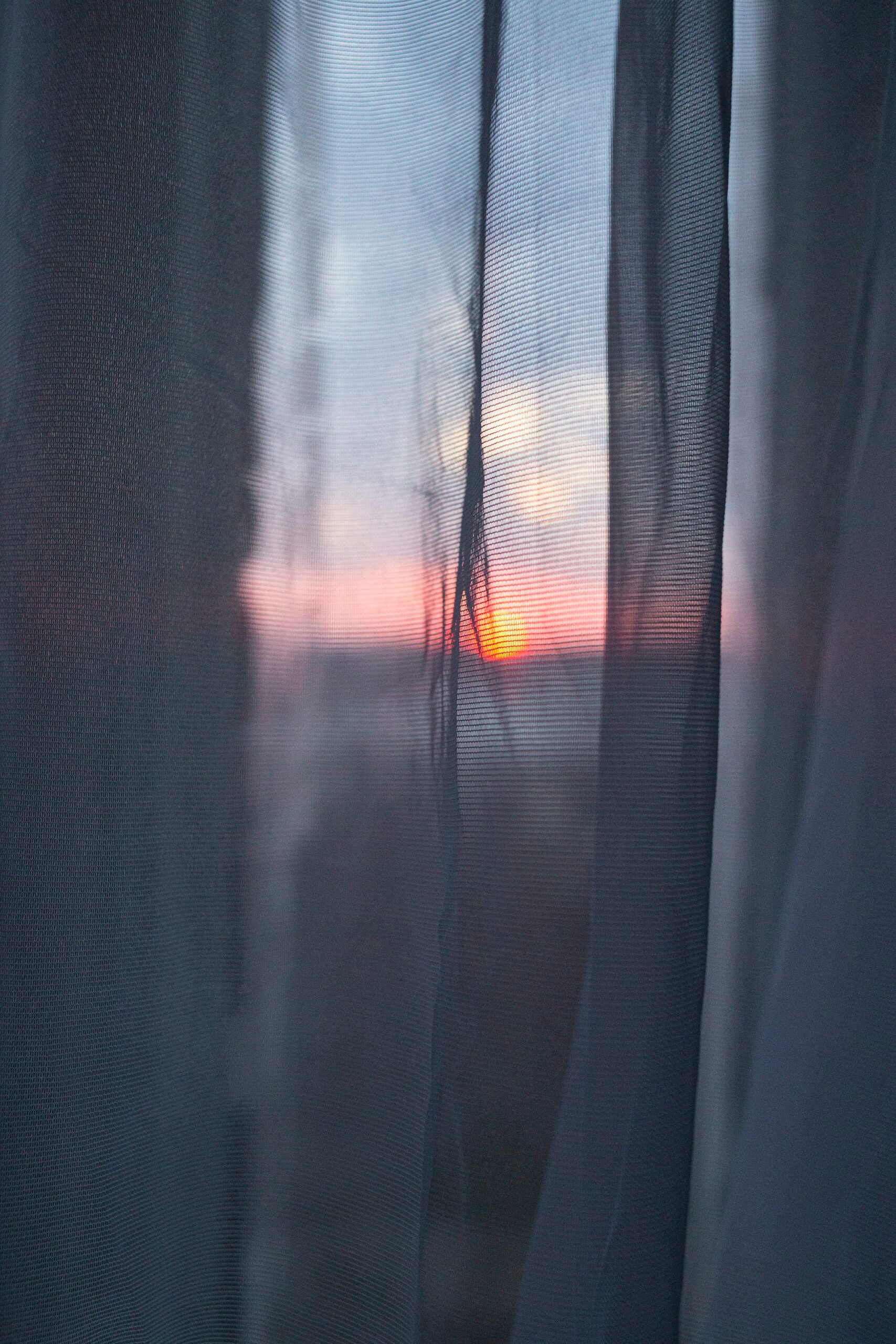 purple passion plant window sheer curtain