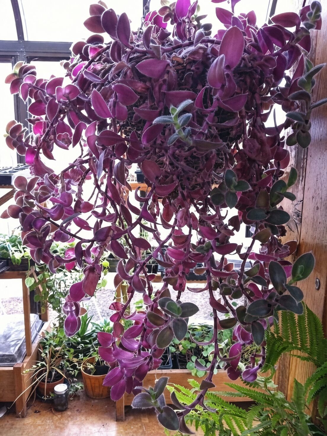 purple passion plant hanging pot living room