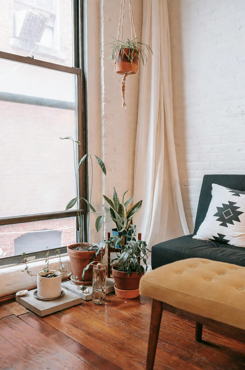 purple passion plant concrete pot living room