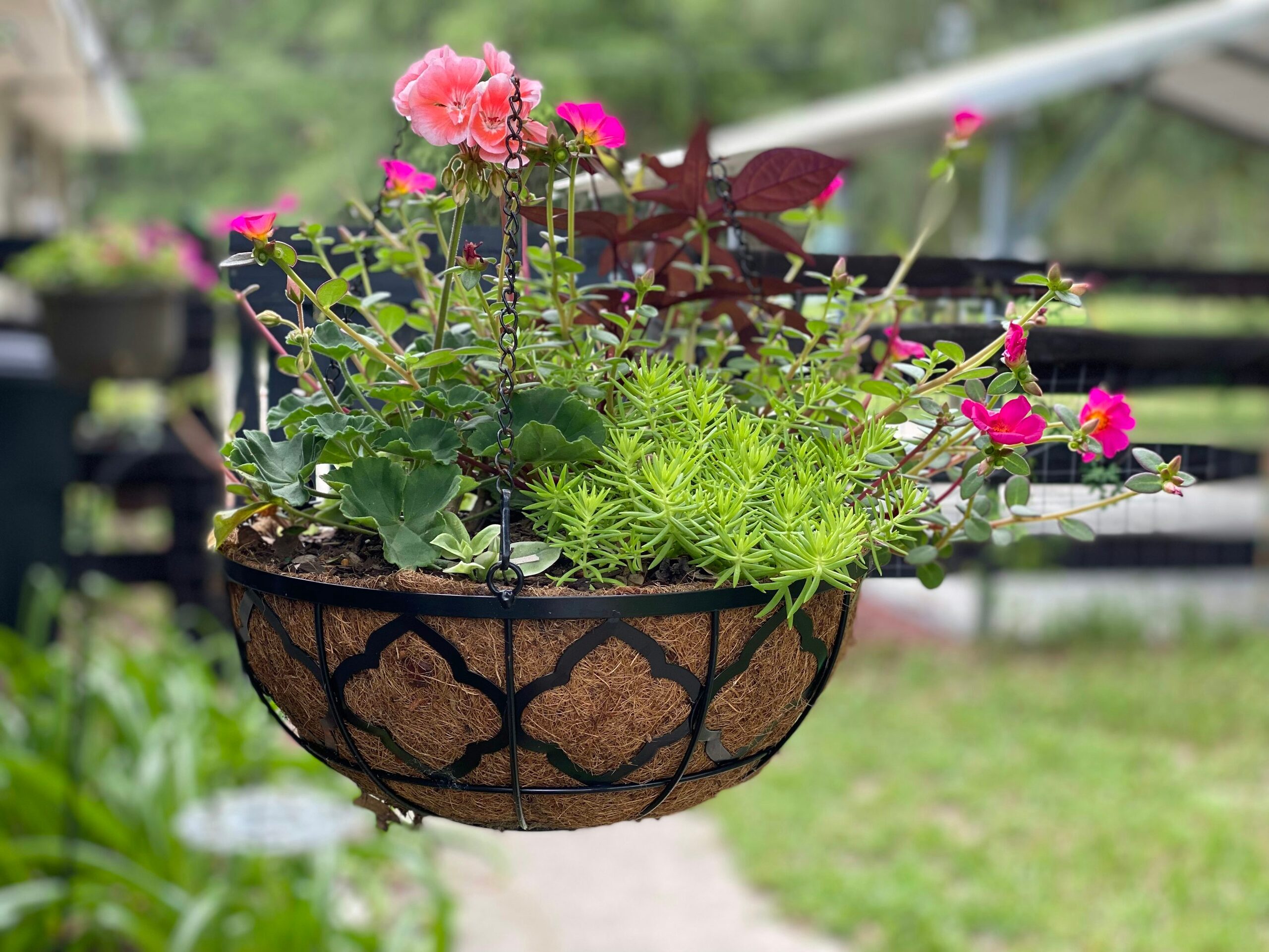 purple passion plant hanging basket window