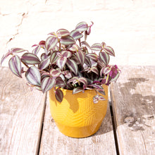 purple passion plant with silver pothos