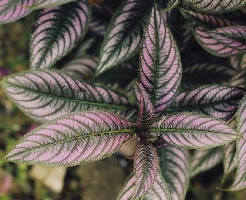 purple passion plant with rubber plant