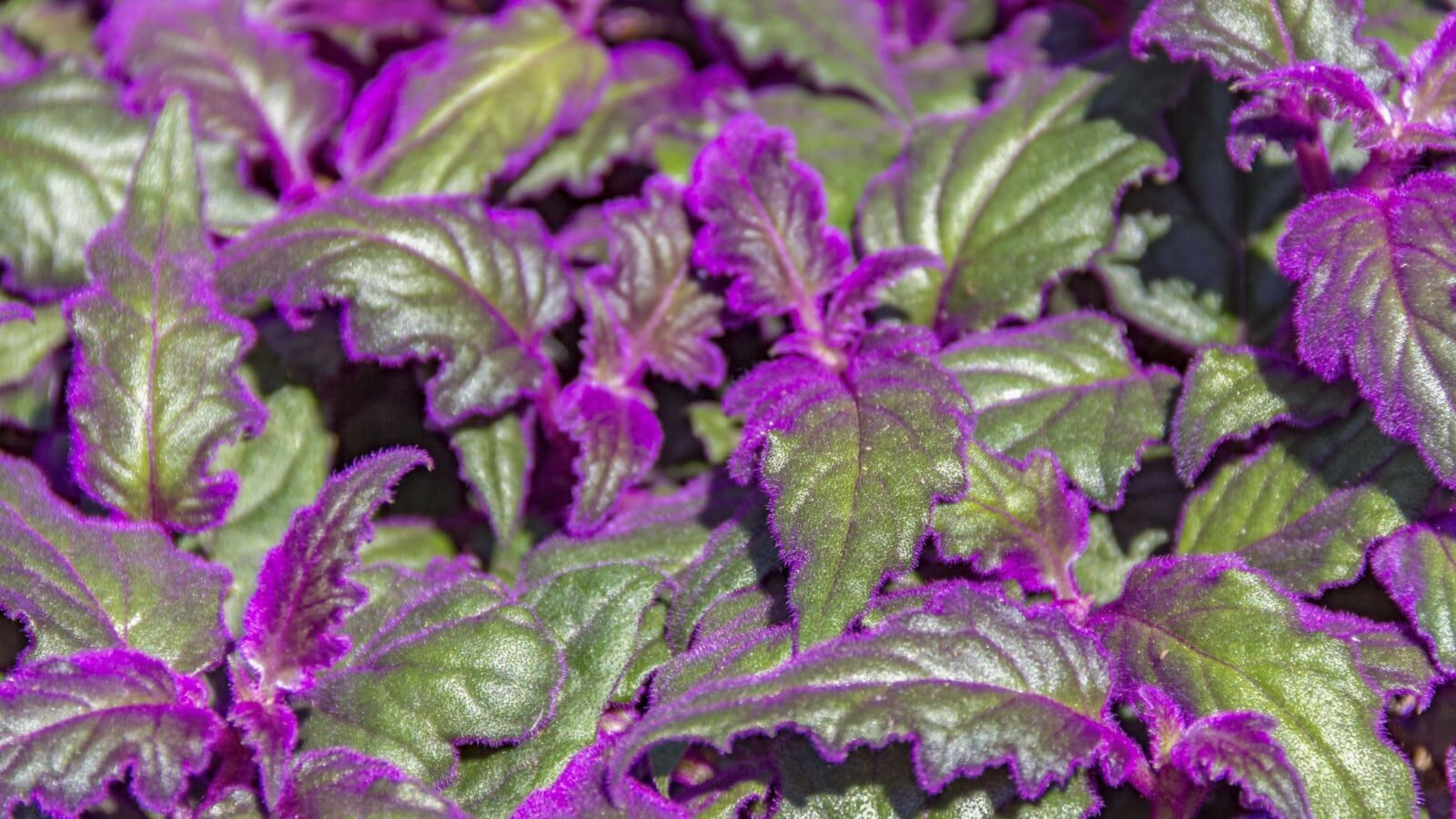 purple passion plant leaf hairs macro