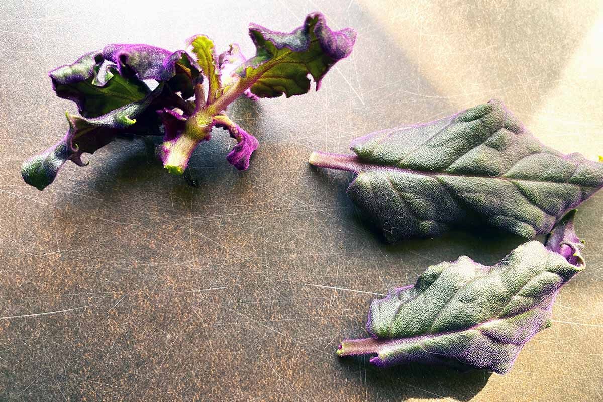 purple passion plant stem cuttings hands