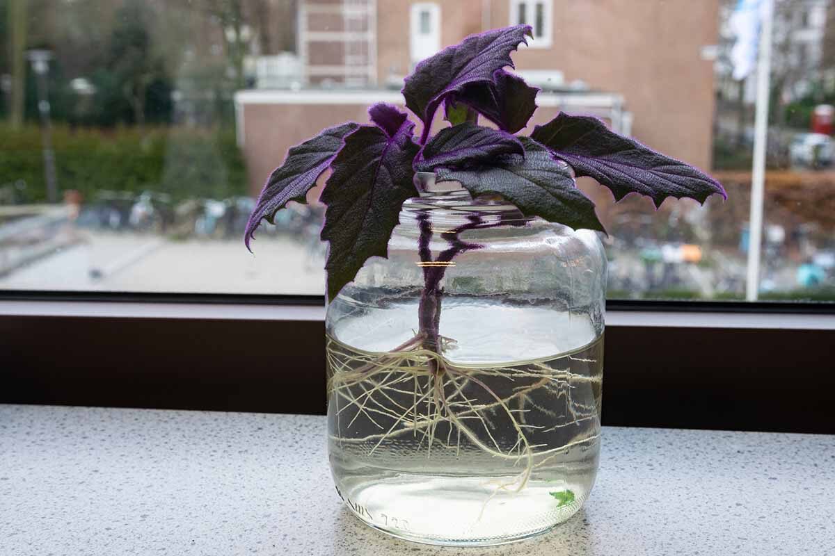 purple passion plant water propagation roots