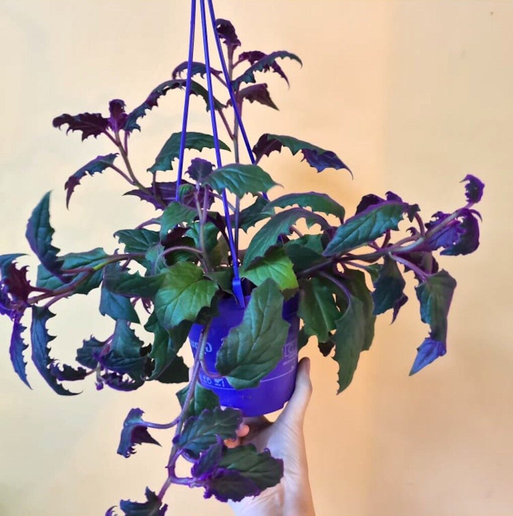 purple passion plant hanging basket trailing