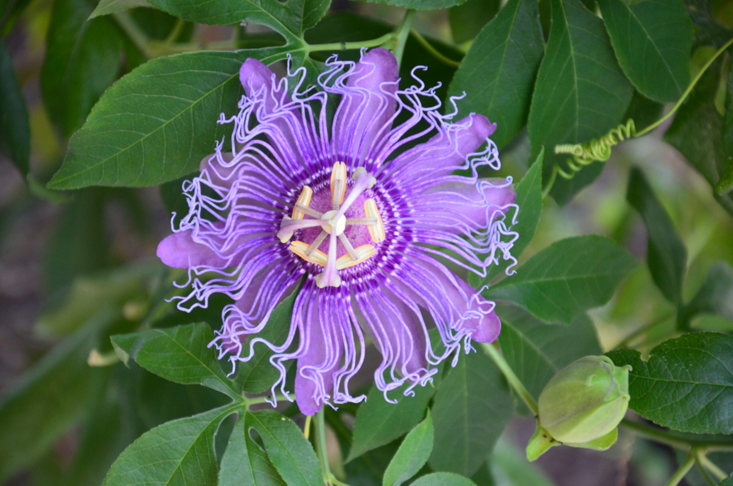 purple passion plant leaf close-up