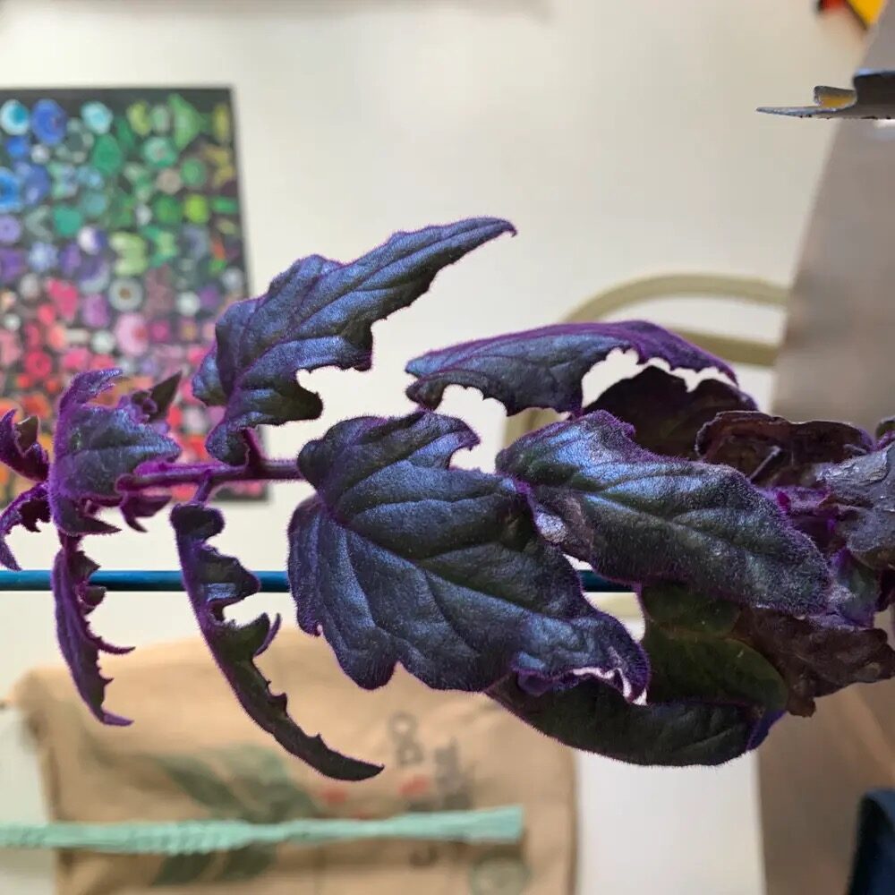 purple passion plant pruning hands
