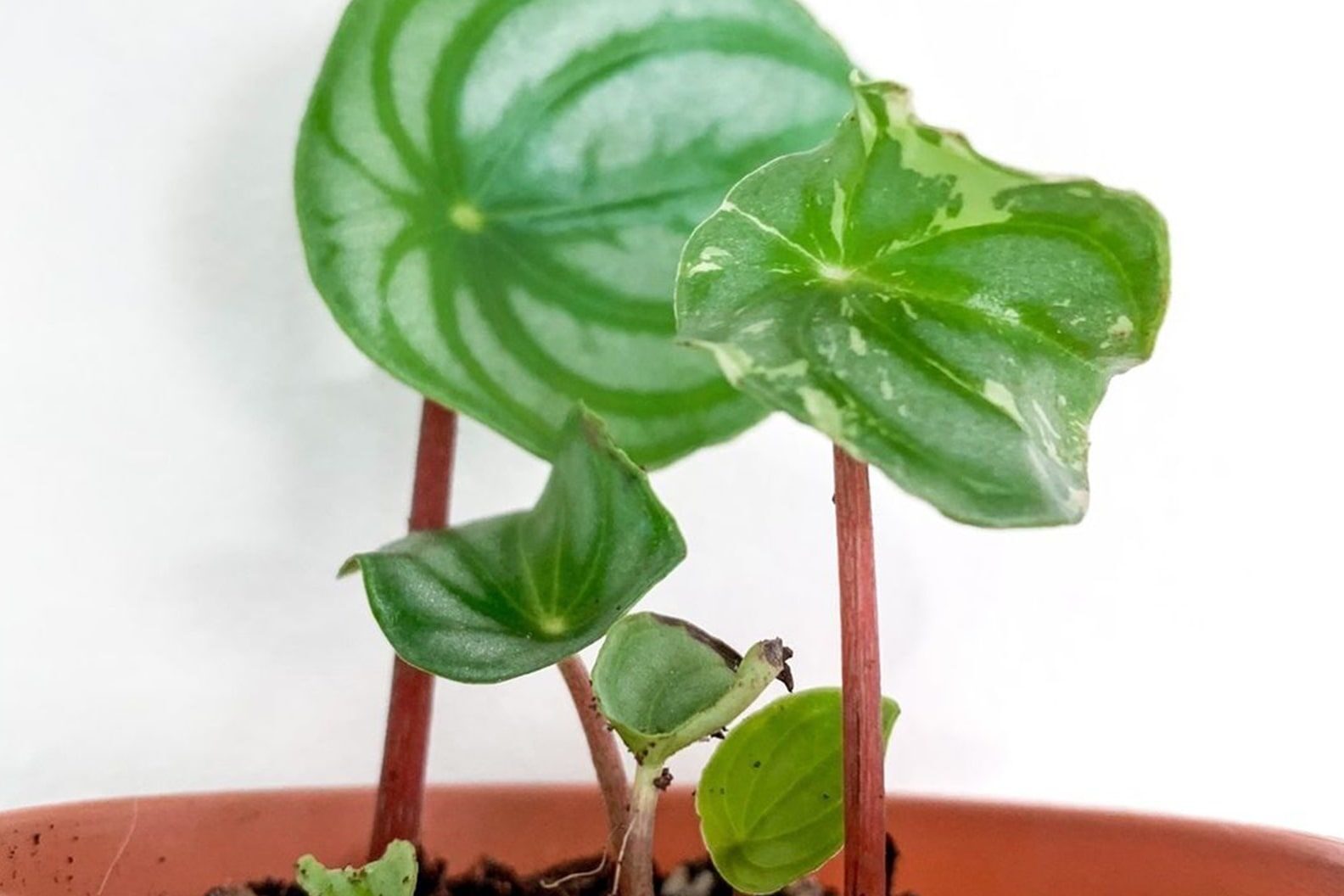 watermelon peperomia dry soil close-up