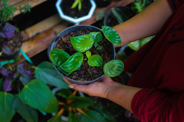 watermelon peperomia hand lifting pot