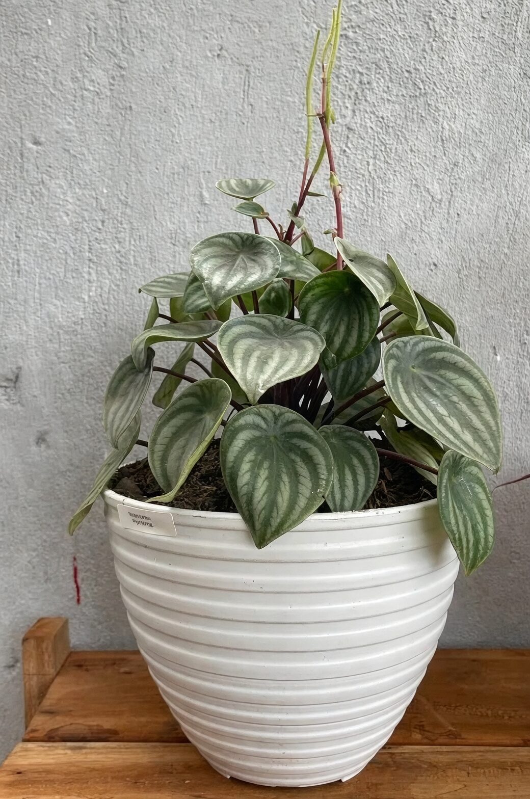 watermelon peperomia watering can rim