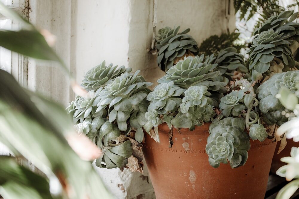 watermelon peperomia terracotta pot soil mix