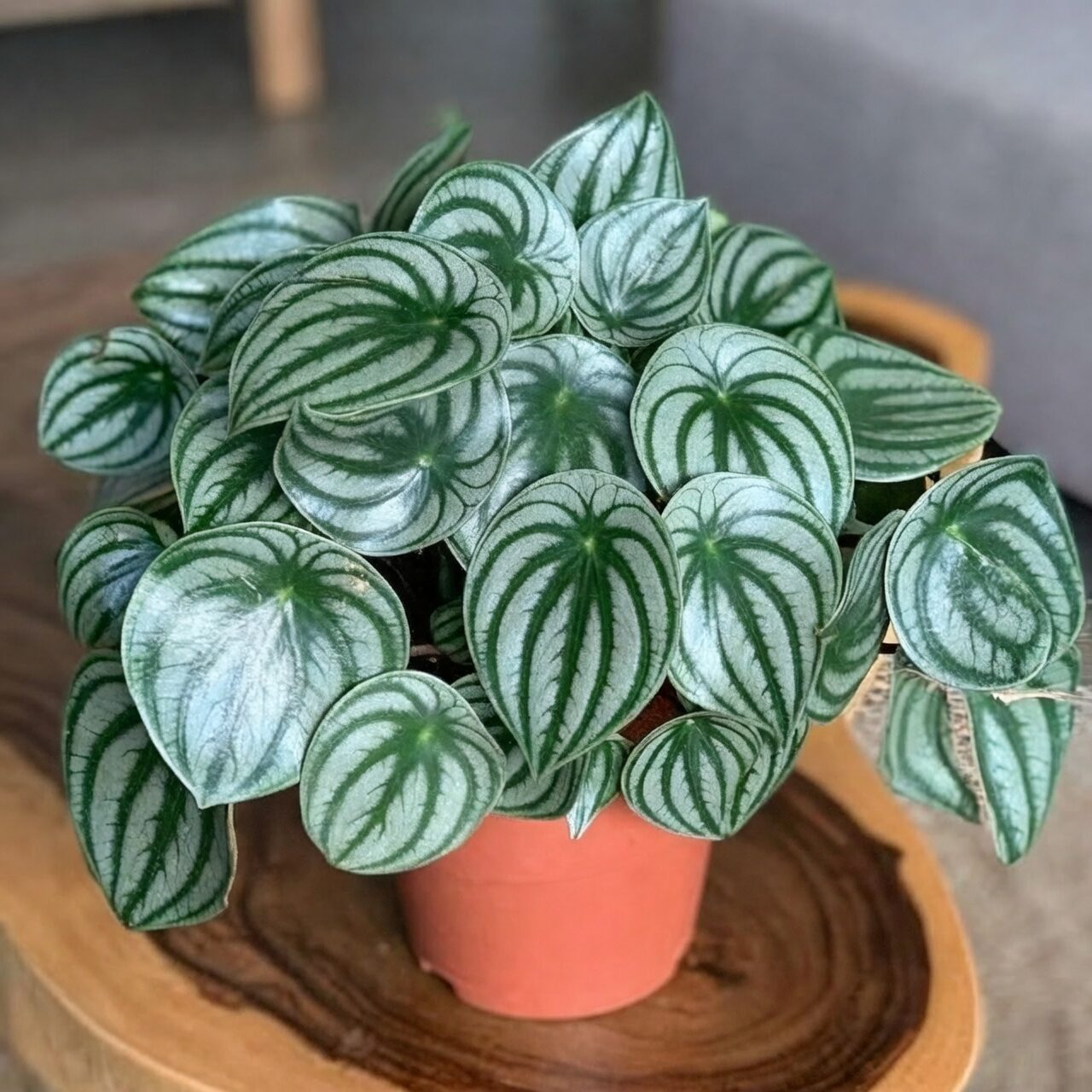watermelon peperomia east window morning light