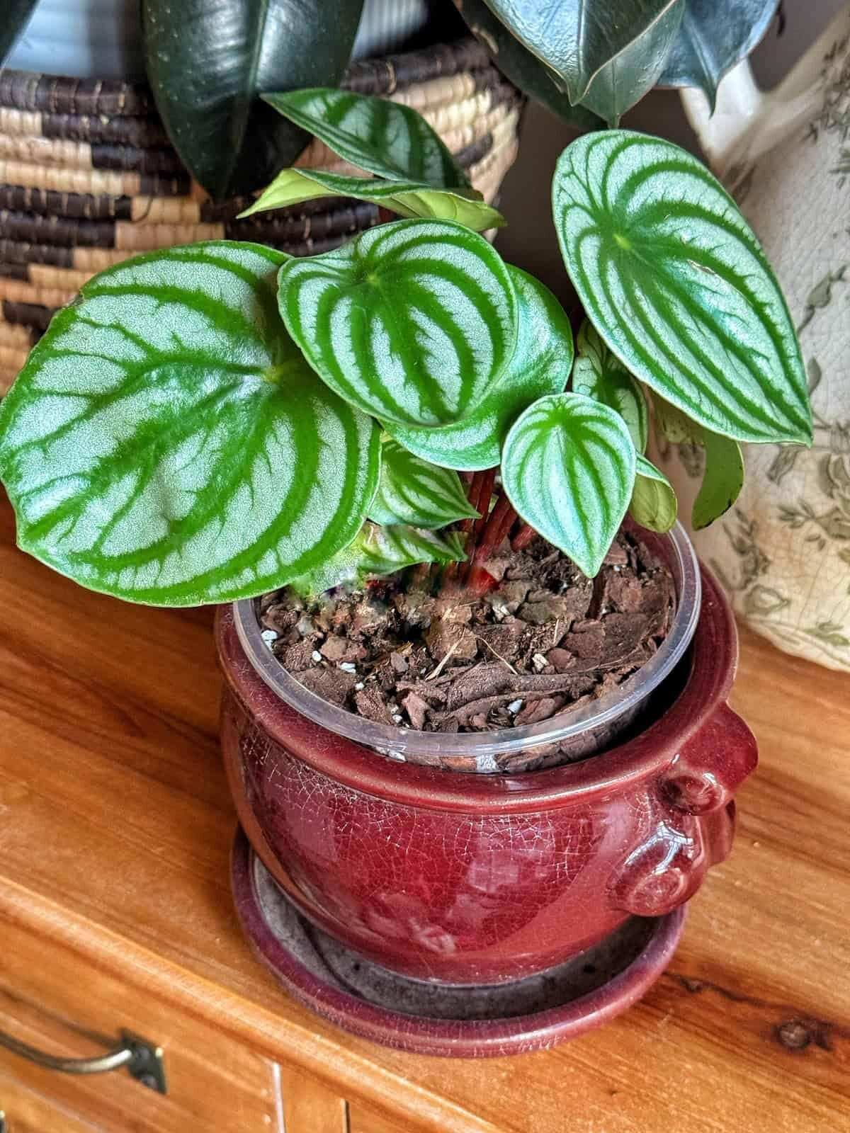 watermelon peperomia under grow light
