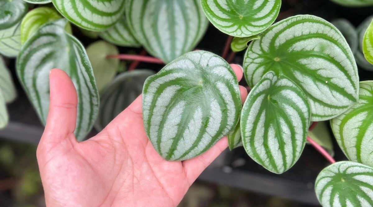 watermelon peperomia hand shadow test