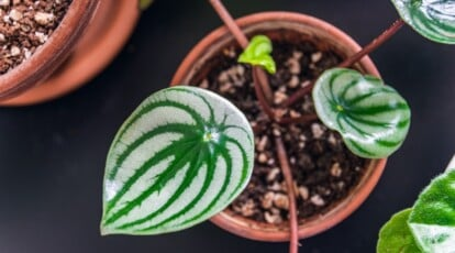 watermelon peperomia leaf close-up