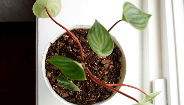 watermelon peperomia bright indirect window