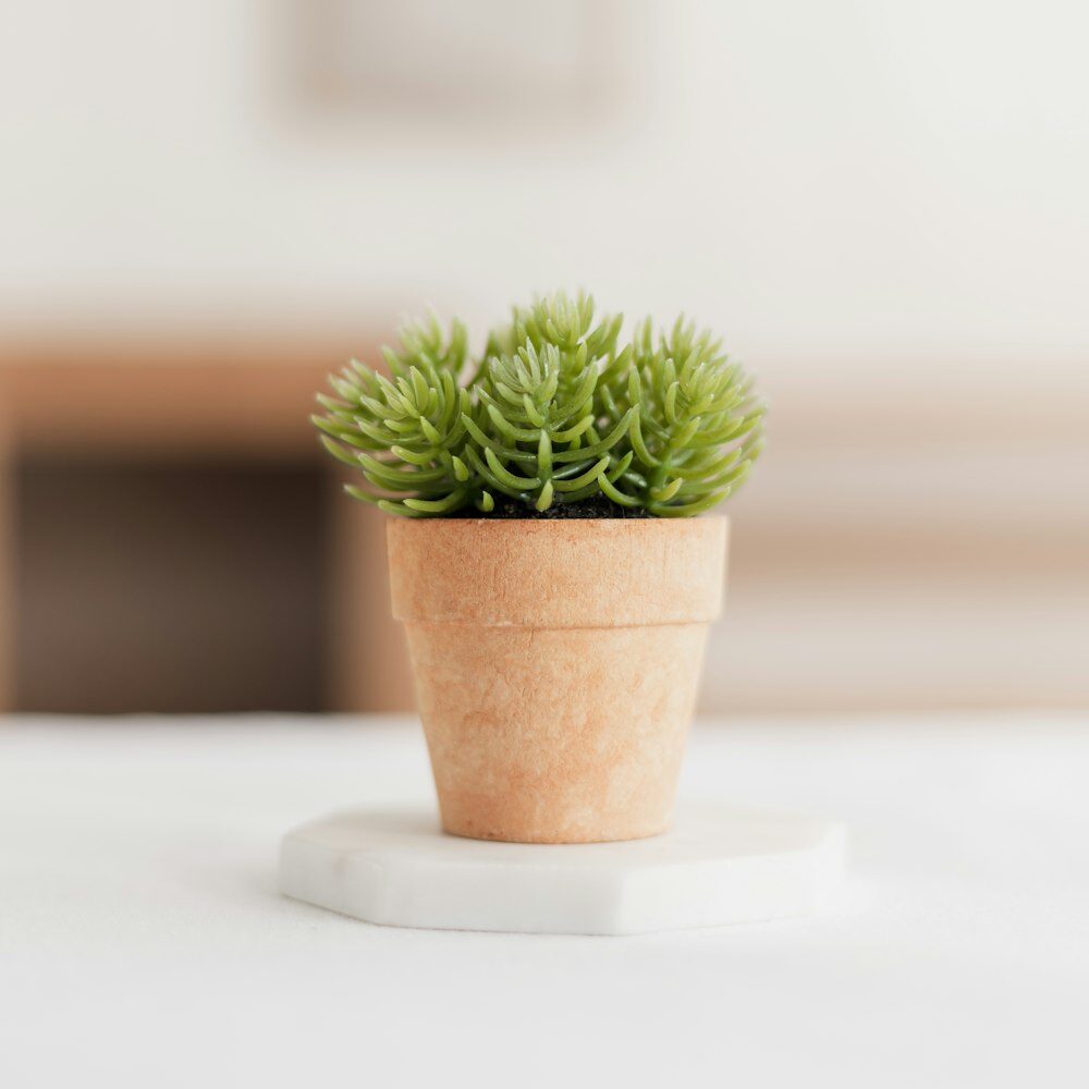 watermelon peperomia small terracotta pot