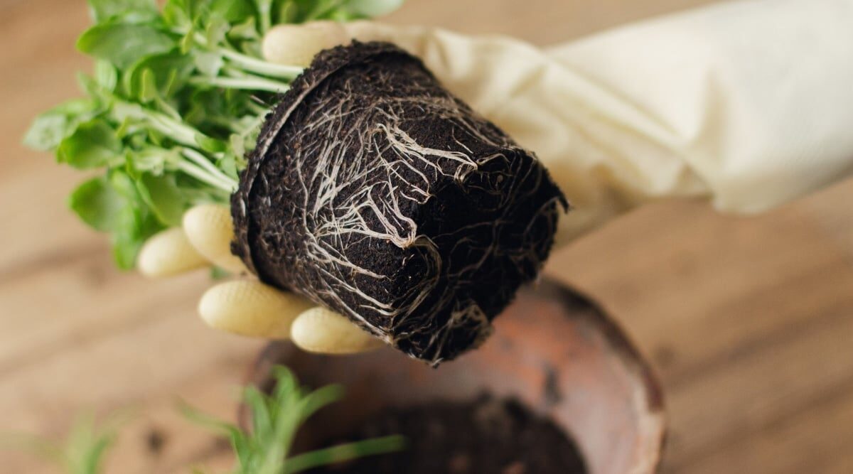 repotting watermelon peperomia hands