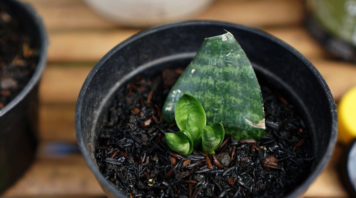 watermelon peperomia leaf cutting propagation